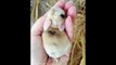 CUTE Baby animals complilations __cute movements of baby animals __ cute animals videos __ funny videos