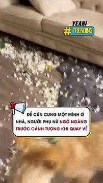 Để cún cưng một mình ở nhà người phụ nữ ngỡ ngàng trước cảnh tưởng khi quay về
