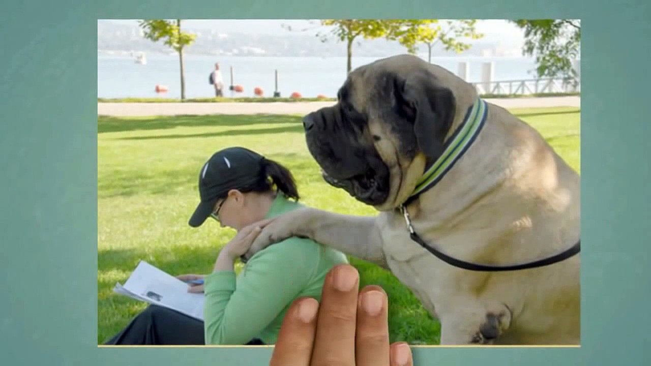 Dünyadaki En büyük 5 köpek Dailymotion Video