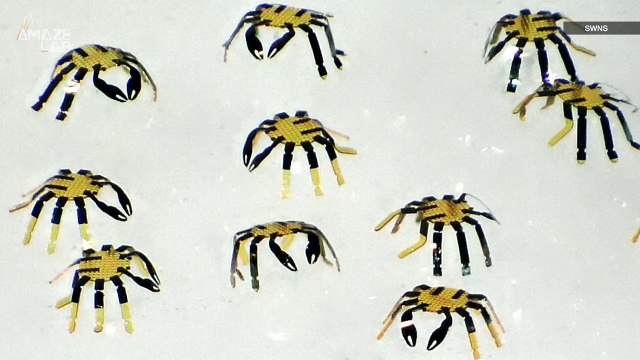 Engineers Develop World’s Smallest Remote Controlled Robot