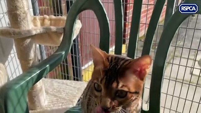 Kurt Zouma: RSPCA release photos of cats kicked by West Ham footballer