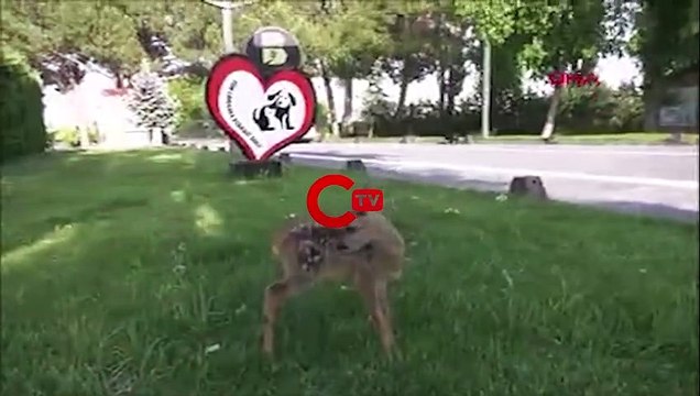 Balıkesir'de ayağı kırık bulunan karaca tedavi edildi