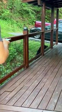 Black Bear Keeps People on Their Toes