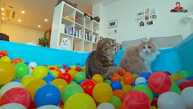 Lagu Anak Terpopuler |Kucingku telu kabeh lemu lemu | Kucing lucu meong meong - Video Dailymotion