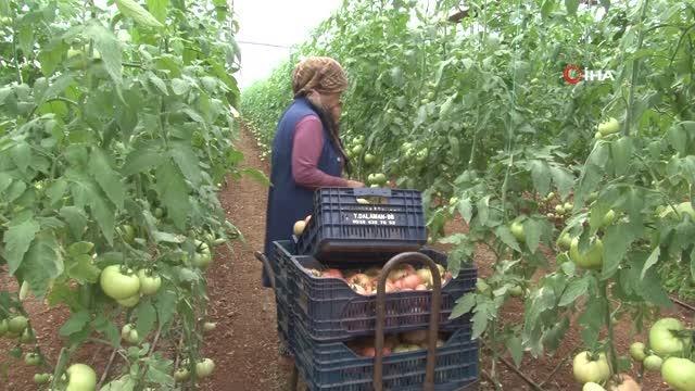 Serada 40 dereceye yaklaşan sıcaklıkta domates hasadı