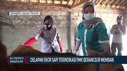 Delapan Ekor Sapi Terindikasi PMK Berangsur Membaik