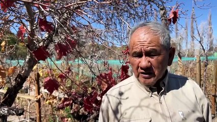 زراعة العنب في الصحراء... مهمّة صعبة استحالت واقعا في أكثر مناطق العالم جفافاً