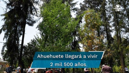 Tải video: Este es el Ahuehuete que embellecerá la Glorieta de la Palma