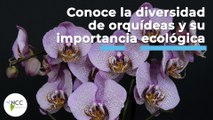 Conoce la diversidad de orquídeas y su importancia ecológica | 451 | 30 de mayo al 05 de junio 2022