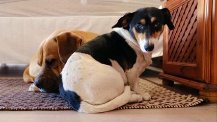 Happy Dogs 004