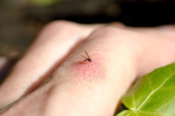 10 trucos fáciles para espantar los mosquitos de tu casa