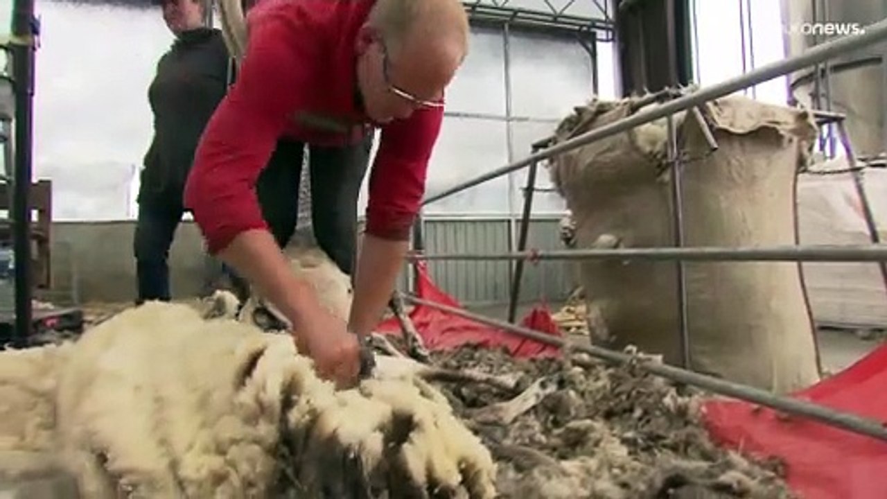 Dünger statt Pulli: Neue Verwendung für Schafswolle