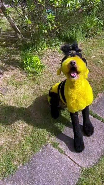 Dog Disguised as a Bumble Bee