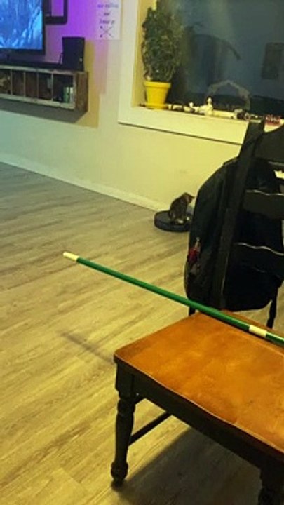 Kitten Takes a Ride on Roomba