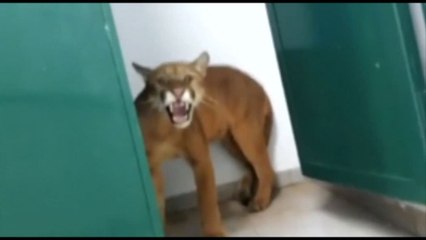 Brasile, trovato un puma nei bagni di una scuola elementare