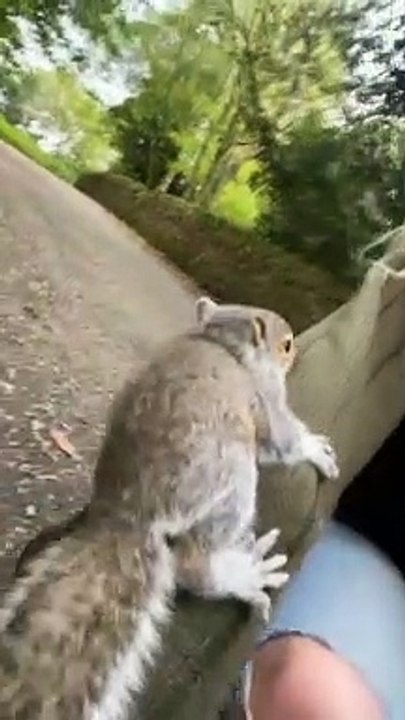 Adorable Baby Squirrel