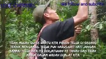 Ant!!berburu telur semut rangrang dan cara mengambil telurnya