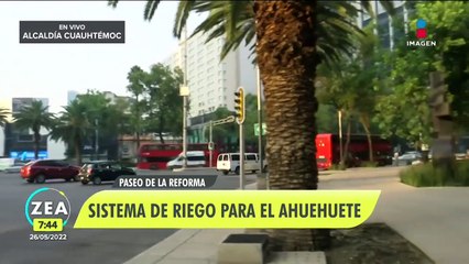 Ahuehuete de Paseo de la Reforma contará con sistema de riego