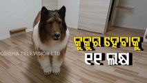 Japanese man 'becomes a dog' spending Rs 12 lakh | Watch Video