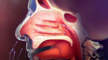 3D animation of nasal inhalation by Arcane Polygon