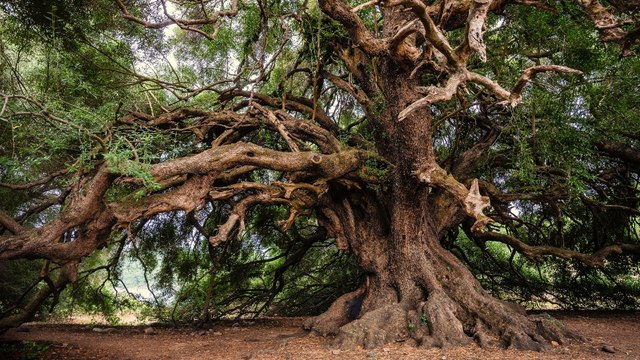 EEUU avanza en iniciativa verde para la preservación de bosques y la prevención de incendios forestales