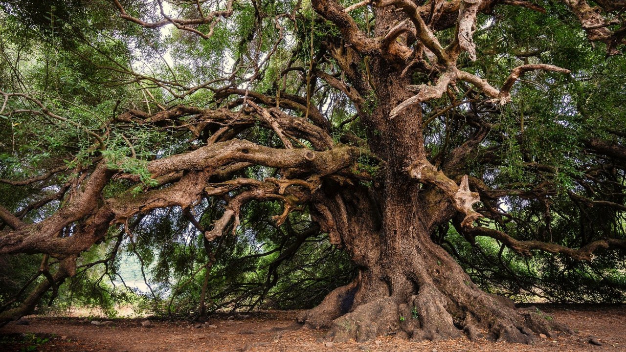 EEUU avanza en iniciativa verde para la preservación de bosques y la prevención de incendios forestales