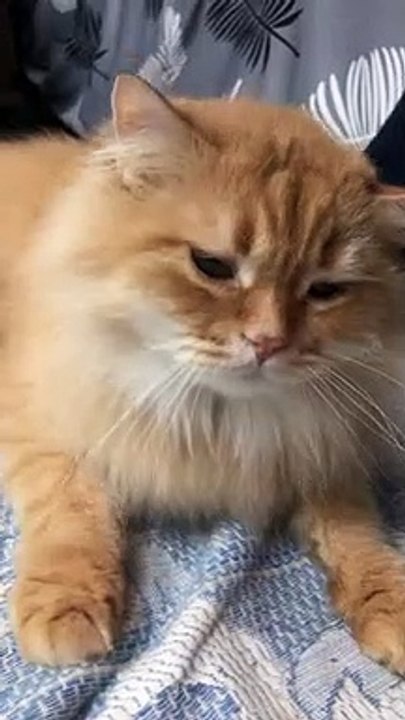 القط جزرة ف الفريز زون  | The cat is a carrot, does not want to marry 