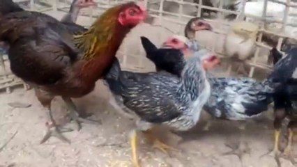 AYAM PAMA MANGON | ANAKAN PERTAMA