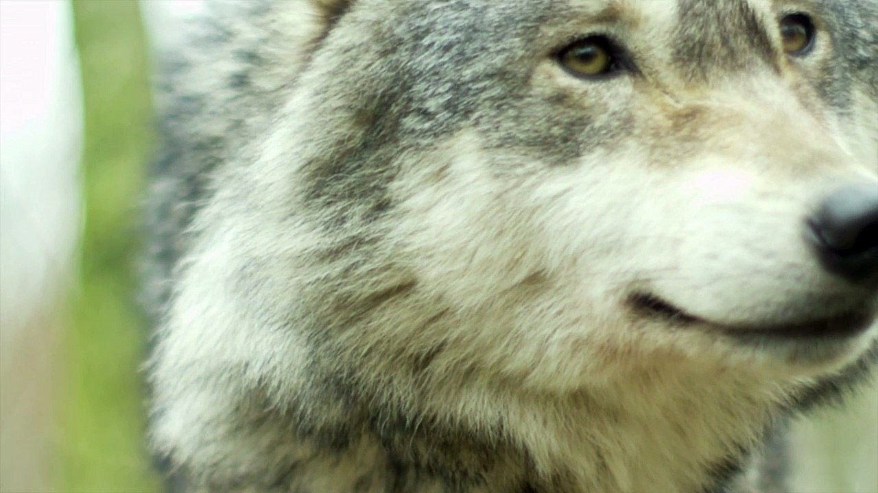 Wolf - 26168
