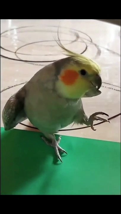 dancing parrot
