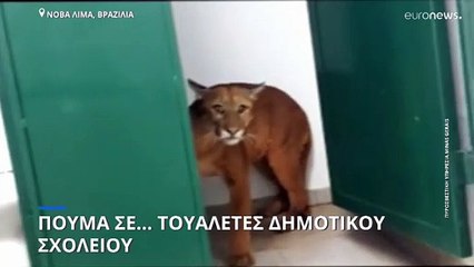 Βραζιλία: Πούμα σε... τουαλέτα