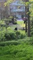 Backyard Bears Hang Around the Hammock