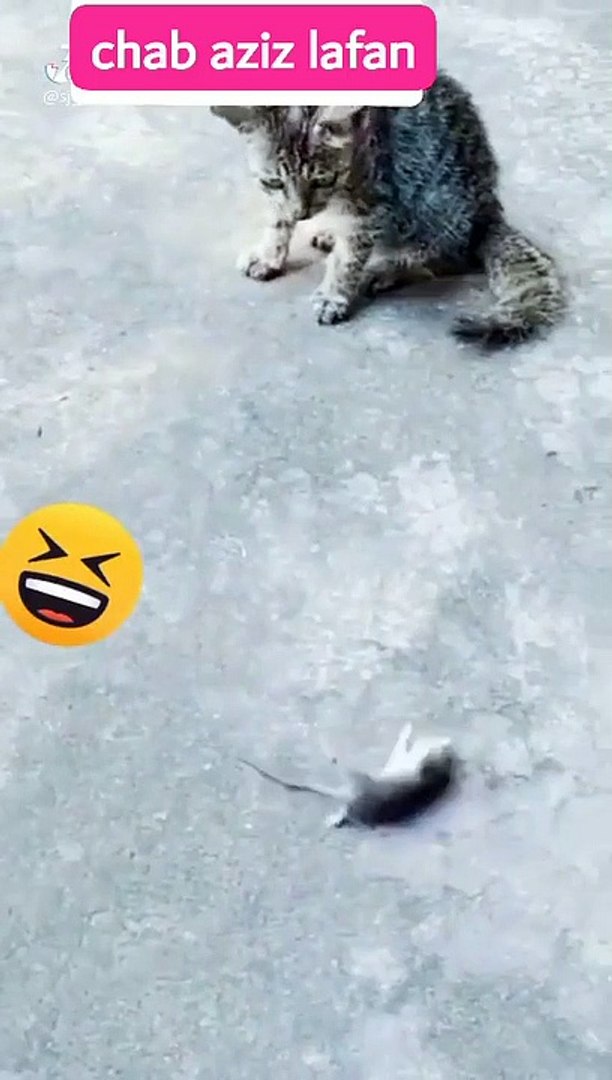 ⁣Cat cat cat funny