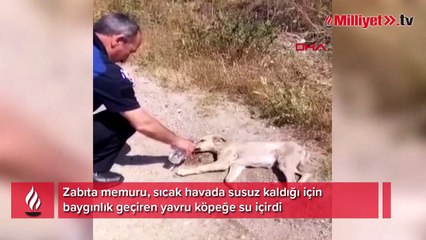 Zabıta memuru baygınlık geçiren köpeğe su içirdi