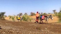 الثروة الحيوانية في موريتانيا مهددة بسبب الجفاف والتصحر