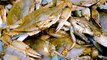 Maryland Blue Crab population lowest it's been in decades
