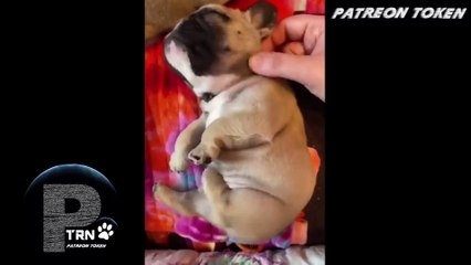 Cutest baby animals is an adorable animal collection 01