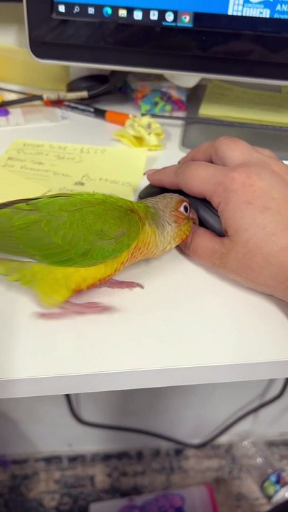 البغبغان غيران من الماوس  | Look what this parrot wants 