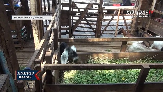 Dampak PMK, Penjual Kambing di Banjarmasin Terancam Rugi Ratusan Juta Rupiah
