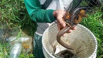 MEMASANG BUBU BELUT  TERNYATA...