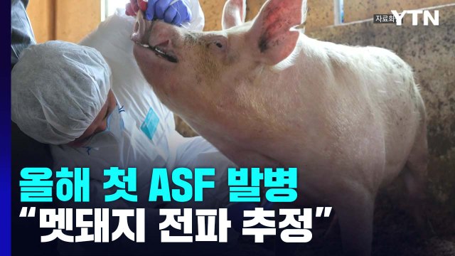 강원 홍천에서 올해 들어 처음 ASF 발병...멧돼지가 원인? / YTN