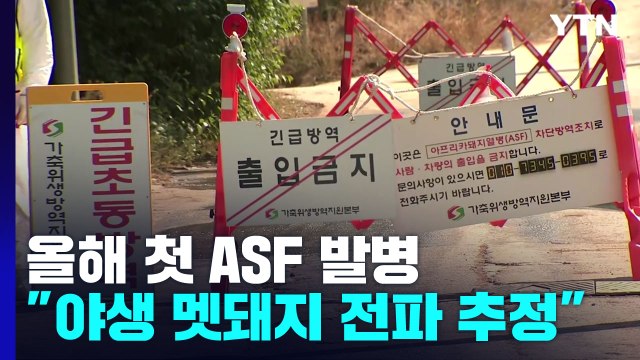 강원 홍천에서 올해 들어 처음 ASF 발병...멧돼지가 원인? / YTN