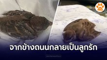 เก็บน้องมาเลี้ยง จากนกข้างถนนจนกลายเป็นลูกรักประจำบ้าน