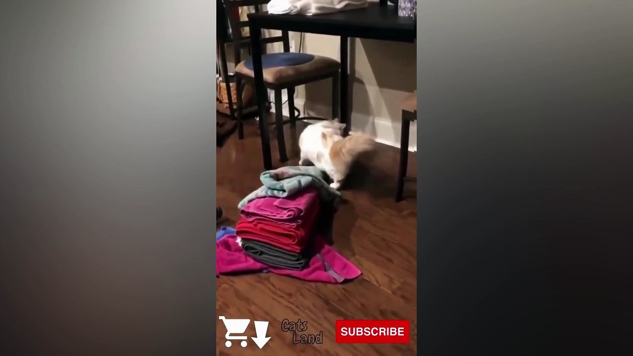 Funny and Cute Cat  Videos