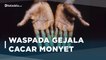 Mengenal Cacar Monyet, Wabah yang Berasal dari Afrika | Katadata Indonesia