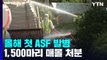 강원 홍천에서 올해 처음 ASF 발병...멧돼지가 원인? / YTN