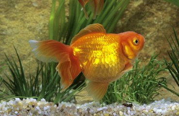 Pet goldfish turn into killing machines