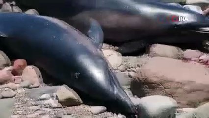 Meksika'da en az 30 yunus karaya vurdu