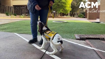Dogs for Life - May 2022 - Bendigo Advertiser