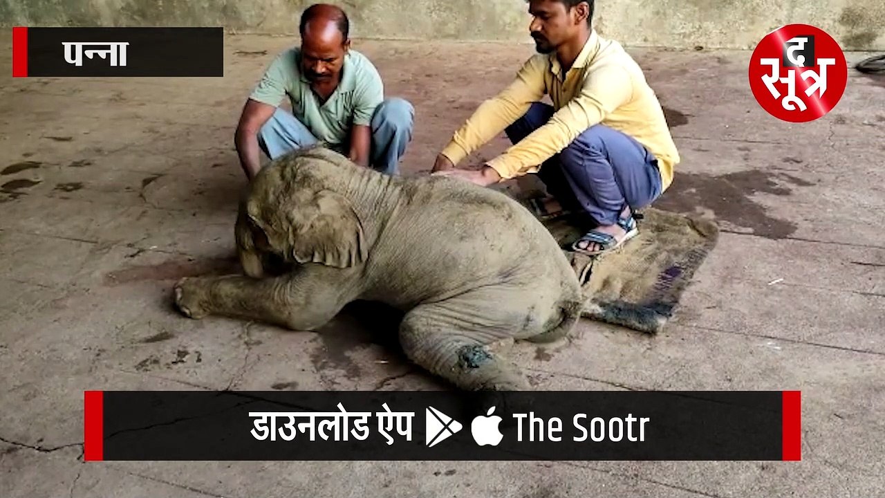 पन्ना:टाइगर रिजर्व में बढ़ा हाथियों का कुनबा, हथिनी केनकली ने दिया बच्चे को जन्म